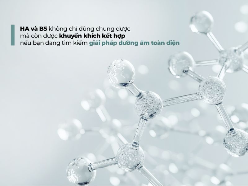 HA và B5 được khuyến khích dùng chung
